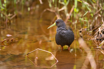 Blackish Rail