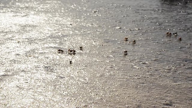 Mud crabs scamper across wet sand