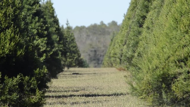 Long row of evergreen trees in tree farm