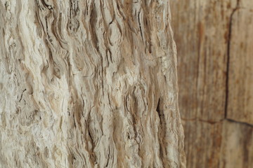 Versteinertes Holz Baumstamm Baum mit Boukeh beige braun