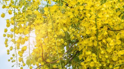Obraz premium Golden Shower Tree