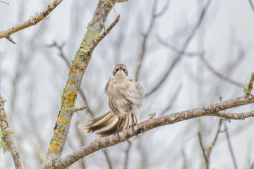 Grey Bird at Dry Tree, Galapagos, Ecuador