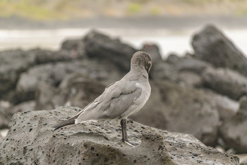 Grey Bird at Rocks at Beach, Galapagos, Ecuador