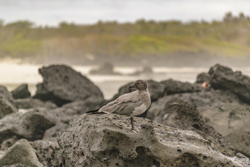 Grey Bird at Rocks at Beach, Galapagos, Ecuador