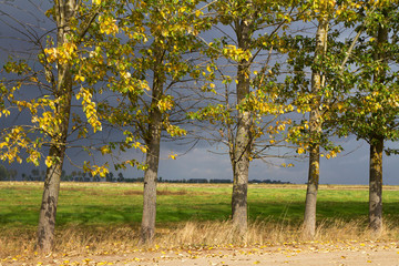 Poplar trees growing along the sandy road covered with leaves