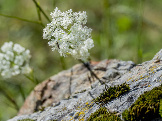 Plantas en blanco