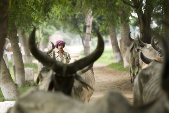 Farmer with his buffaloes 