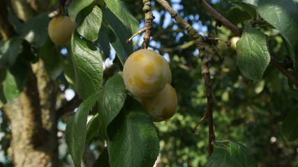 Obraz premium Sourire de fruit