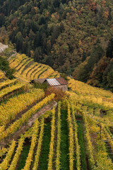 Fototapeta premium vineyard in a wooded valley