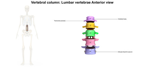 Skeleton_Lumbar Spine_Anterior