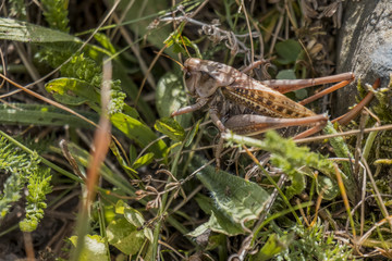Grillo en el campo