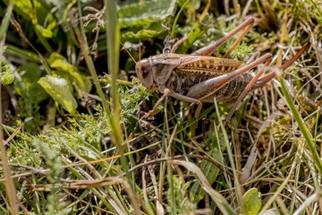 Grillo en el campo