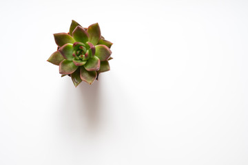 succulent plant, mini cactus on white background -