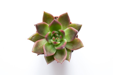 succulent plant, white background -