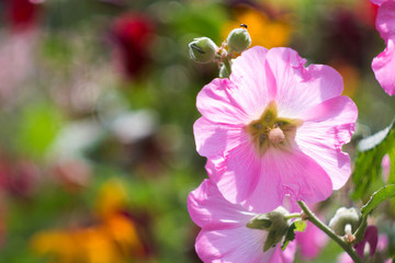 The field of flowers.The violet flower growing in the field in sunny day with a nice bokeh. Horizontal outdoors shot.