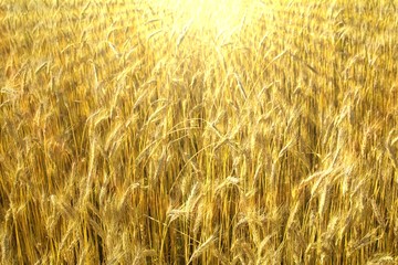 Ears of ripe corn lit by strong sun rays