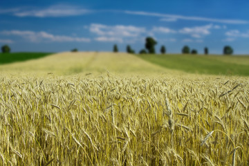 Nice, quiet landscape with a field of mature cereal with blue sky