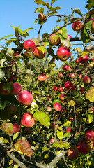 Branches of an apple-tree with ripe red apples