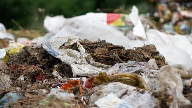Epidemic pollution. Flies on a garbage