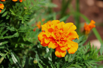 Lone Marigold in the Garden in the day light 