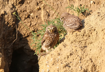 Adult little owl with a chick