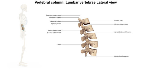 Skeleton_Lumbar Spine_Lateral