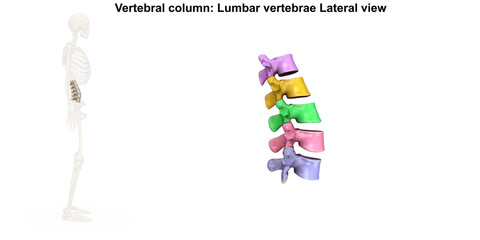 Skeleton_Lumbar Spine_Lateral
