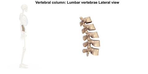 Skeleton_Lumbar Spine_Lateral