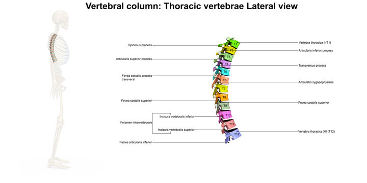 Skeleton_Thoracic Spine_Laterall