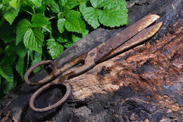 Old and rusty scissors of a tailor on a wooden deck