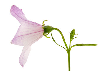 Obraz premium Rose flower of Platycodon (Platycodon grandiflorus) or bellflowers, isolated on white background