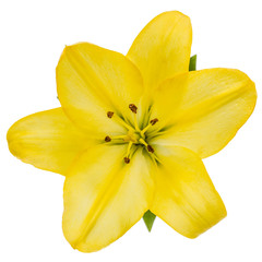 Fototapeta na wymiar Flower of yellow oriental lily, isolated on white background