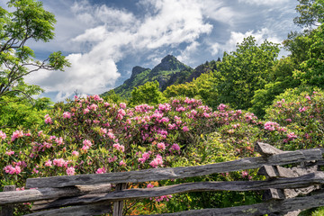 Rhododendron on Grandfather Mountain - off the Blue Ridge Parkway