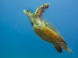Obraz premium Hawks-bill sea turtle swimming in open water.