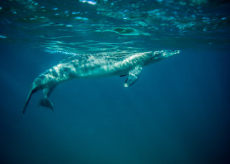 Bottle nosed dolphin underwater.
