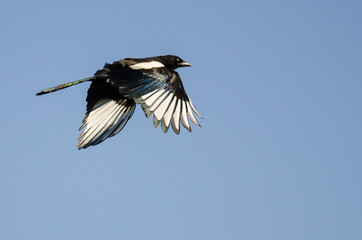 Black-Billed Magpie Flying in a Blue Sky