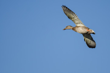 Mallard Duck Flying in a Blue Sky