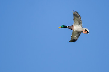 Mallard Duck Flying in a Blue Sky
