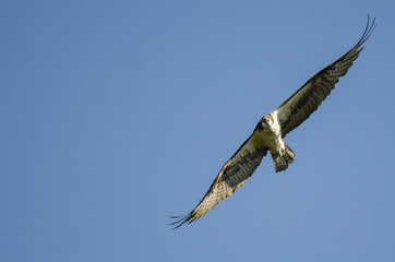 Lone Osprey Making Direct Eye Contact While Flying in Blue Sky