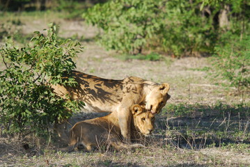 le câlin des lionnes