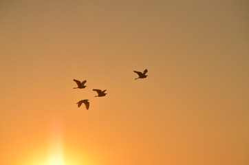 l'envol au coucher du soleil