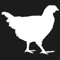 Picture of a chicken. Chicken Silhouette.