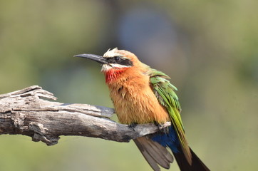 colibri au repos