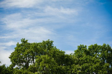the sky above the trees in the forest