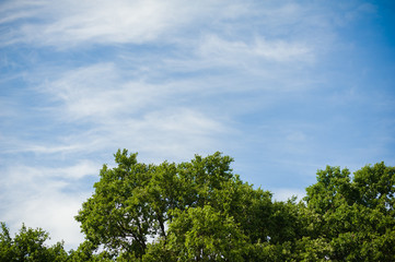 the sky above the trees in the forest