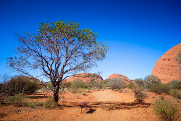 Fototapeta na wymiar Tree in the Desert