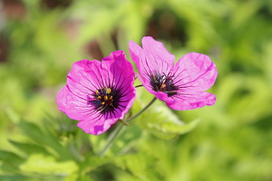 lila, violetter armenischer Storchschnabel, Geranium psilostemon