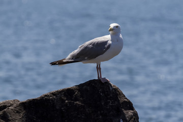 a seagull standing on a rock