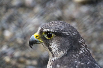 Gyrfalcon