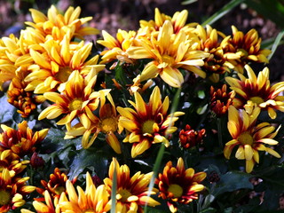 Chrysanthemen